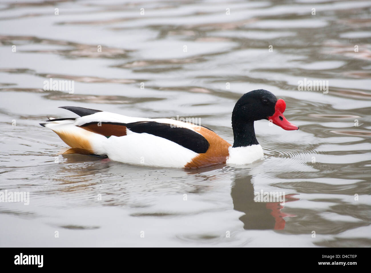 COMMON SHELDUCK Tadorna tadorna.maschio o Volpoca. Foto Stock