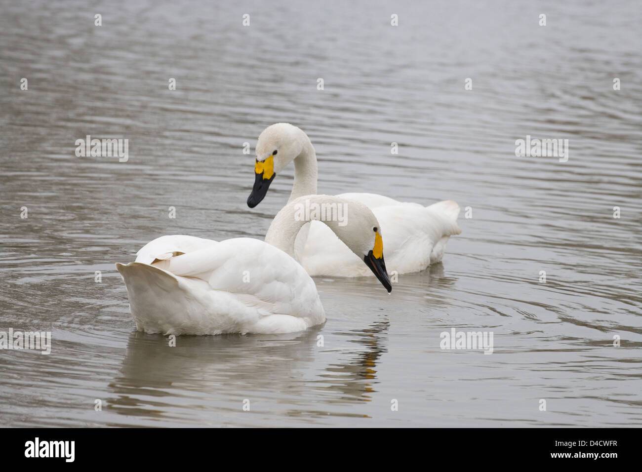 Bewick's Swan Cygnus columbianus bewickii. La tundra Swan. Chiamando. Foto Stock