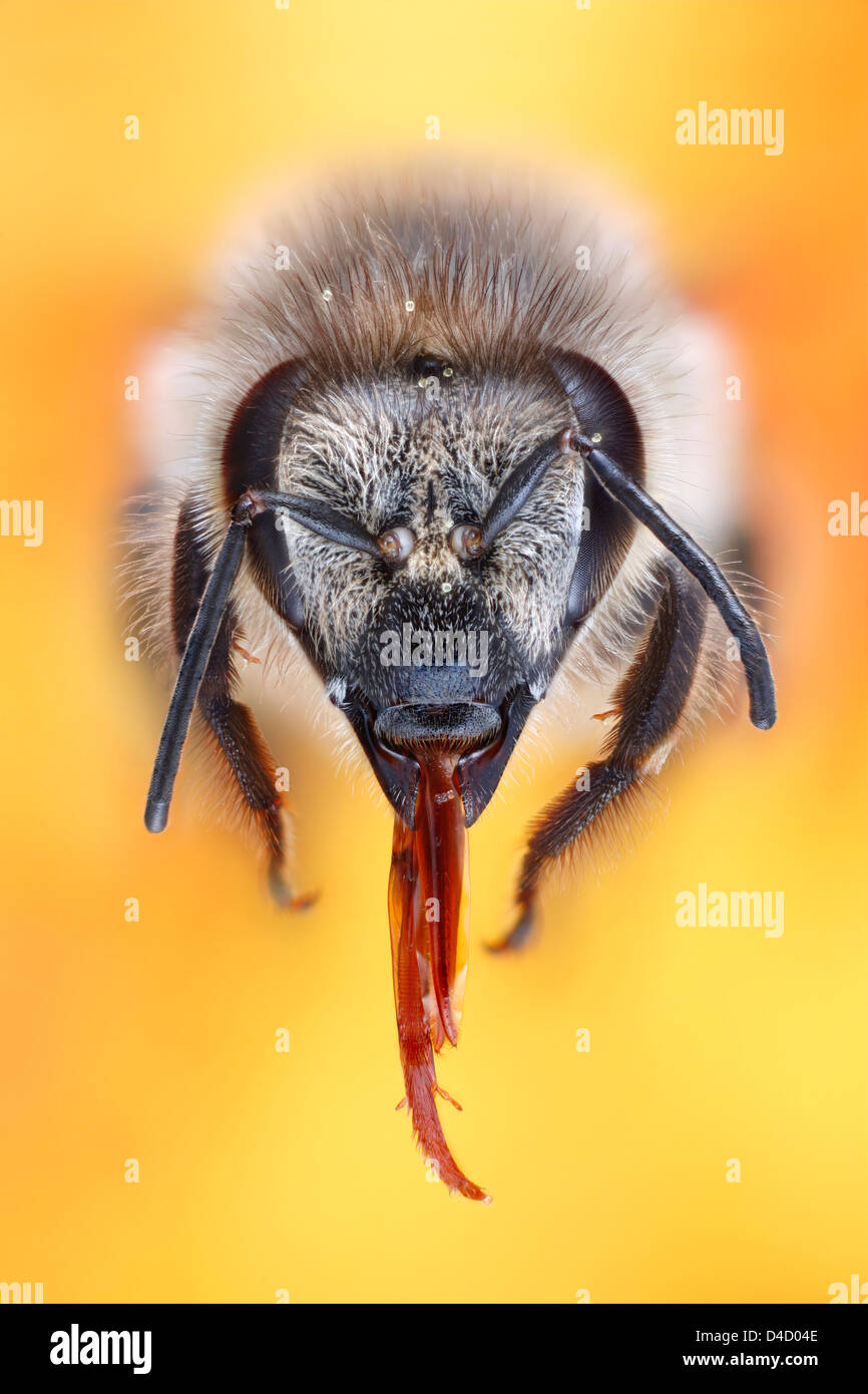 Testa di un miele delle api (Apis mellifera) proteso con la proboscide, extreme close-up Foto Stock