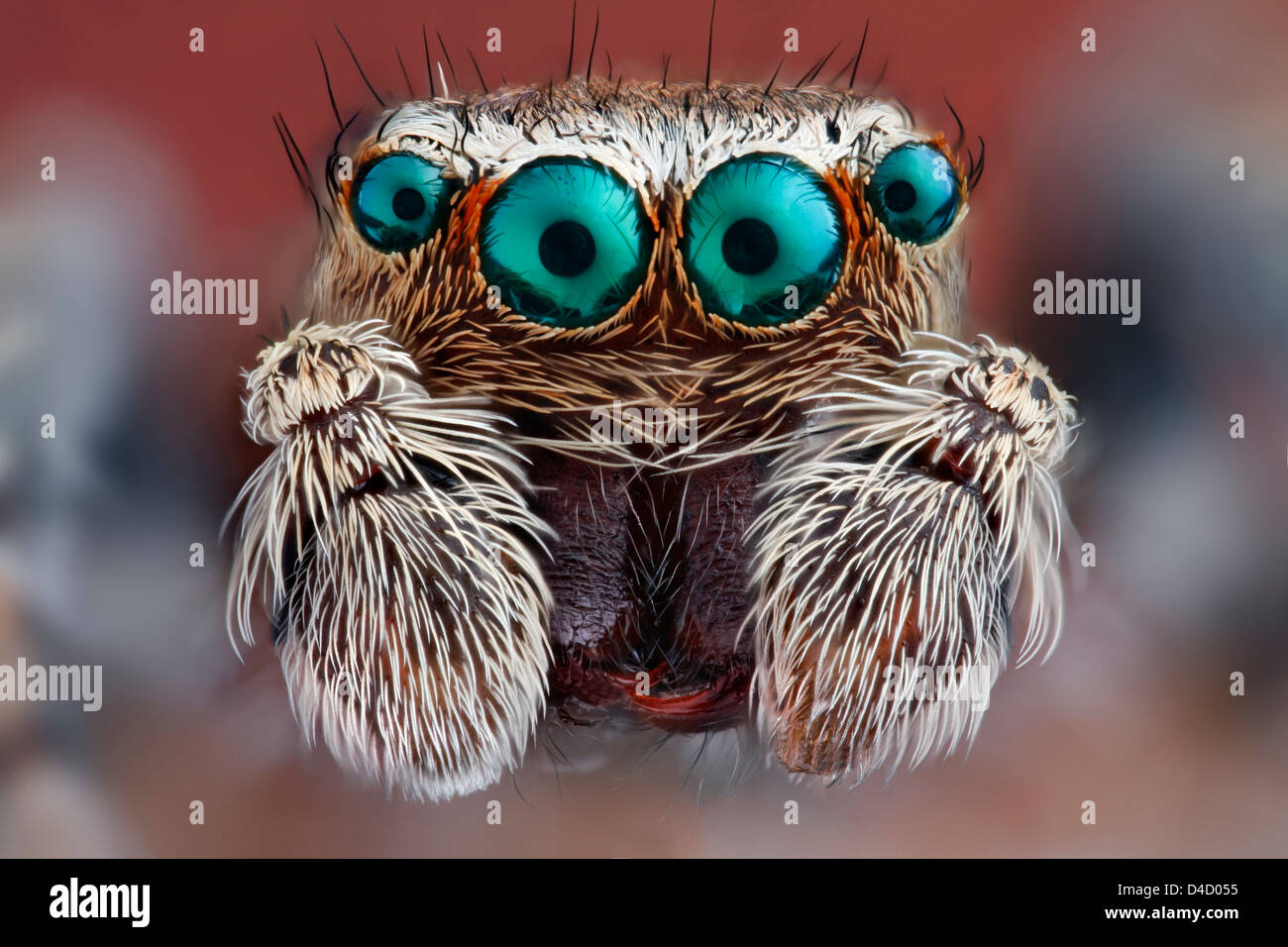 Testa di una jumping spider (Salticidae), extreme close-up Foto Stock