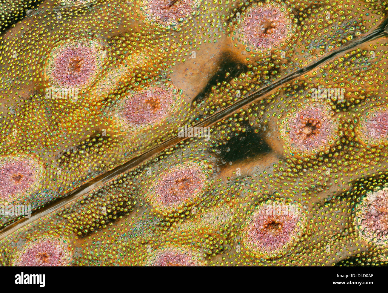 Elytra di una massa beetle Elaphrus, extreme close-up Foto Stock