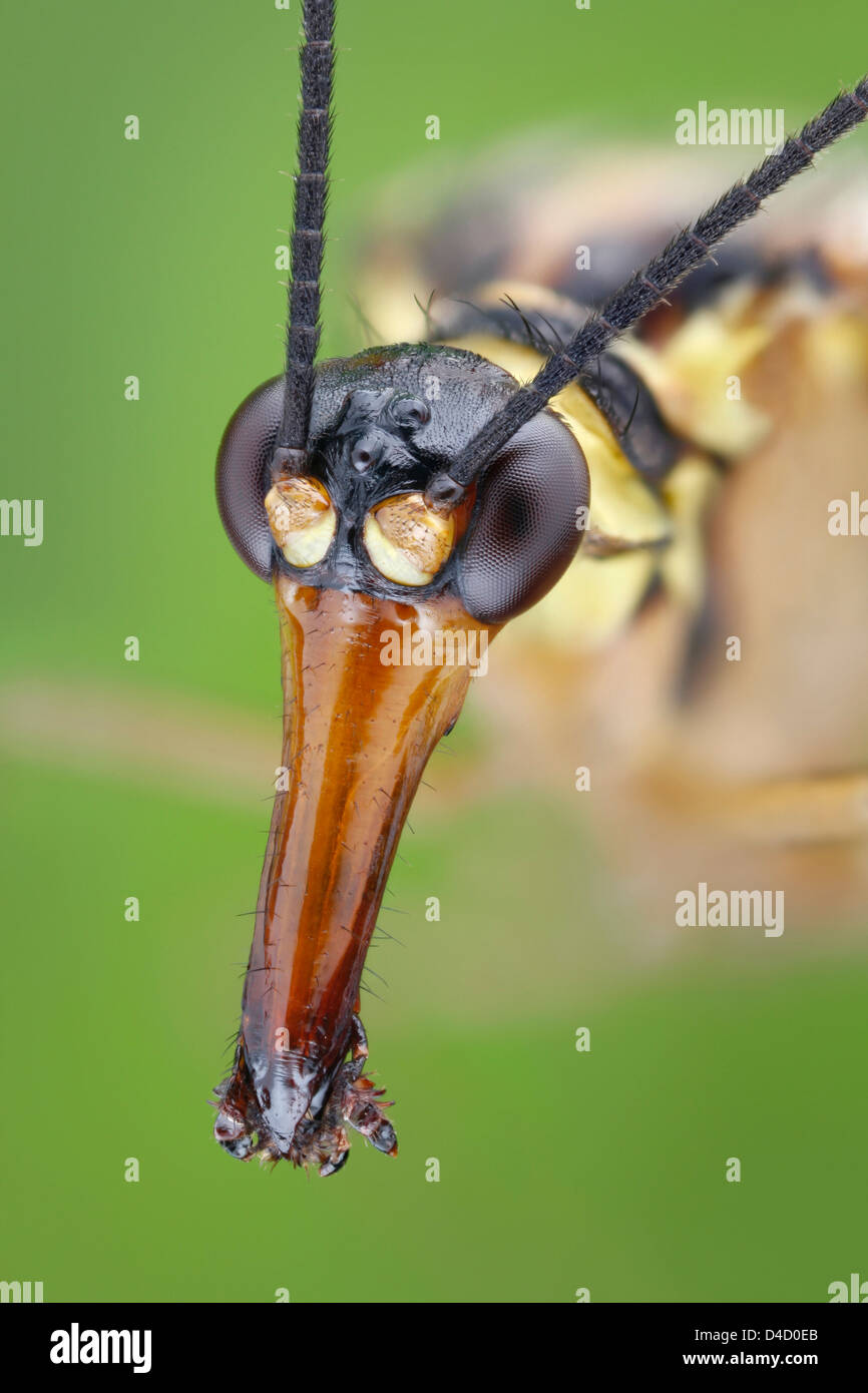 Testa di un maschio (scorpionfly Panorpa communis), extreme close-up Foto Stock