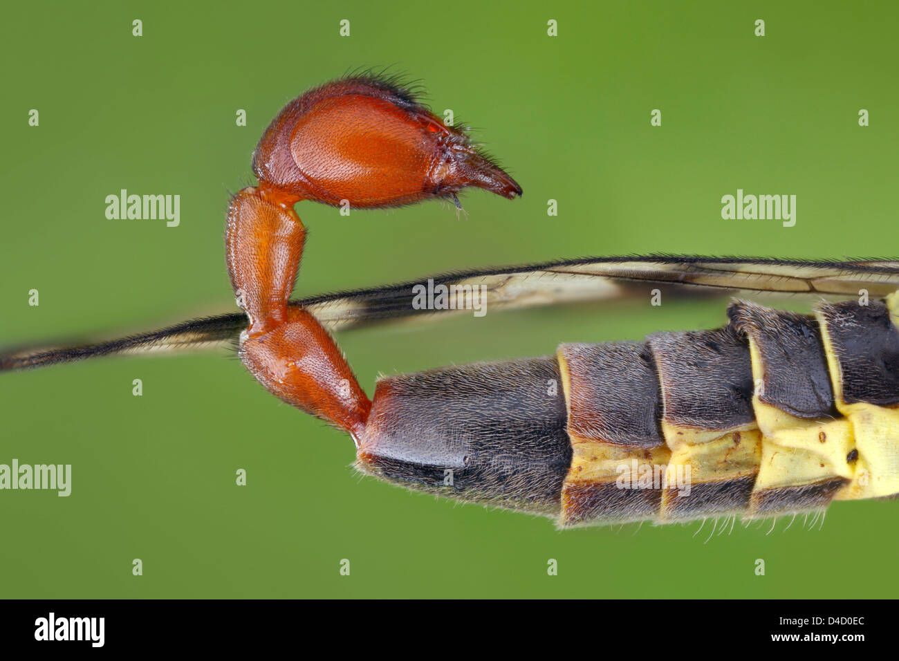 Copulatory organo di un maschio (scorpionfly Panorpa communis), extreme close-up Foto Stock