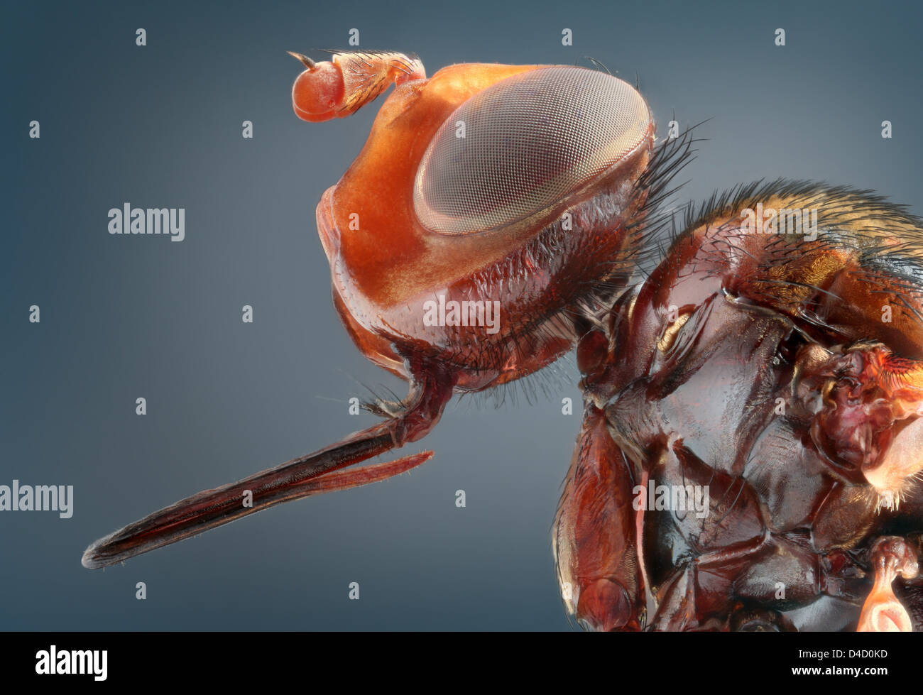 Thick-intitolata volare (Conopidae), extreme close-up Foto Stock