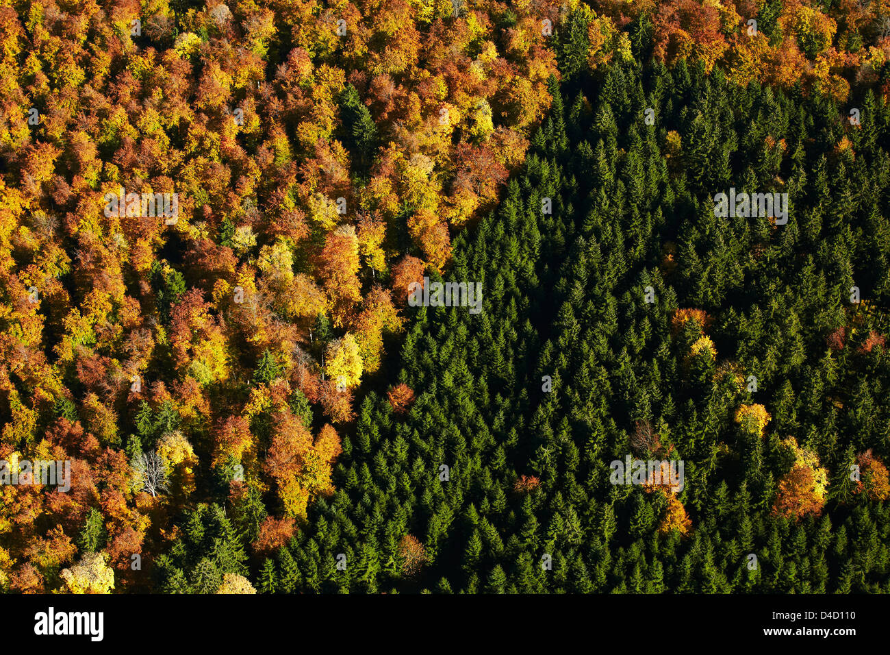 Autunnale di latifoglie e conifere, foto aeree Foto Stock