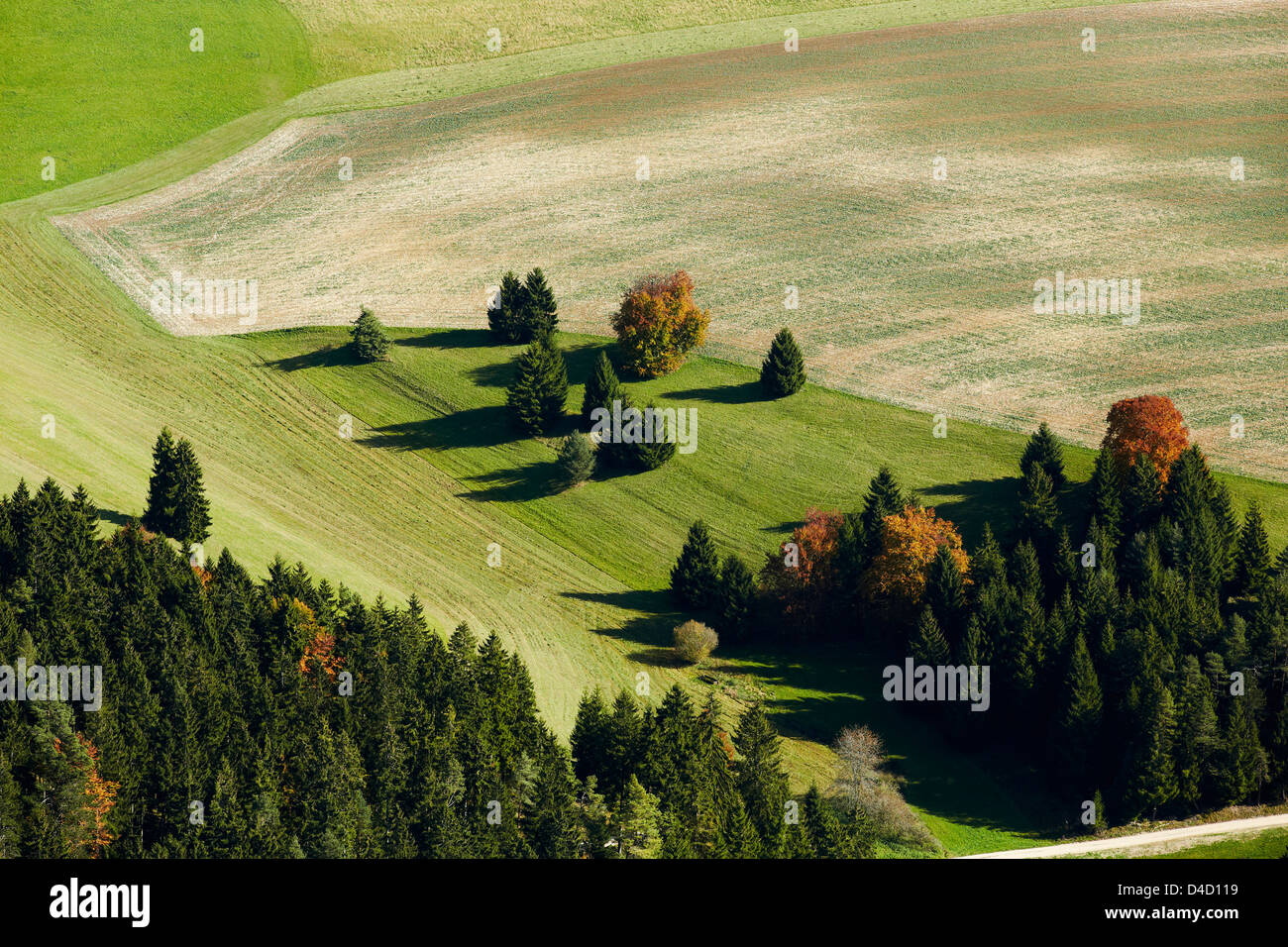 Gruppo di alberi in un campo, foto aeree Foto Stock