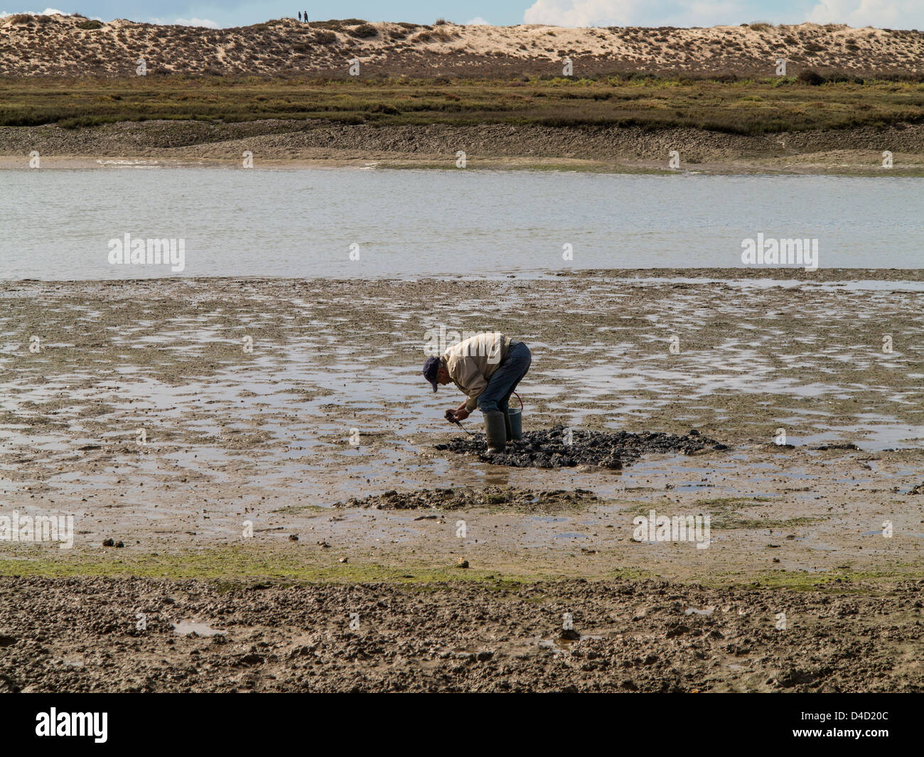 La raccolta di esche da pesca nel Ria Formosa natura parco vicino Faro Portogallo. Foto Stock
