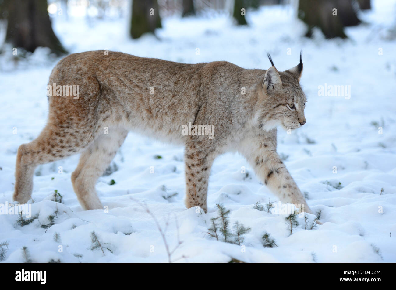 , Lynx Lynx lynx, nella neve, Baviera, Germania, Europa Foto Stock