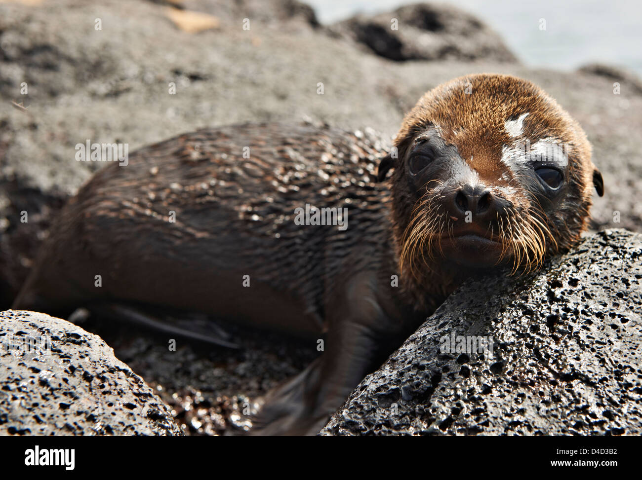 Le Galapagos Sea Lion, Zalophus wollebaeki, Nord Seymor isola, isole Galapagos, Ecuador, Sud America, America Foto Stock