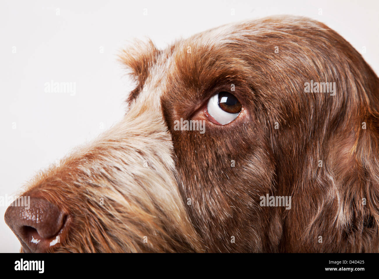 Close up dog face Foto Stock