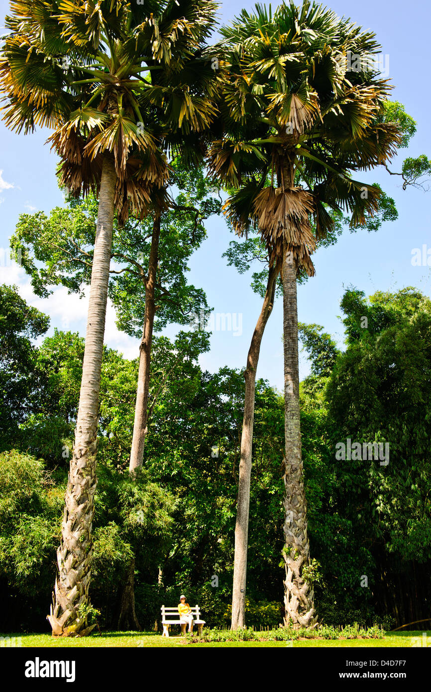 Royal Botanic Gardens, la più grande di tutte le palme di 60ft,il sottopancia per 4ft,quando completamente cresciuti,immenso Fan come le foglie,Sri Lanka,Ceylon Foto Stock