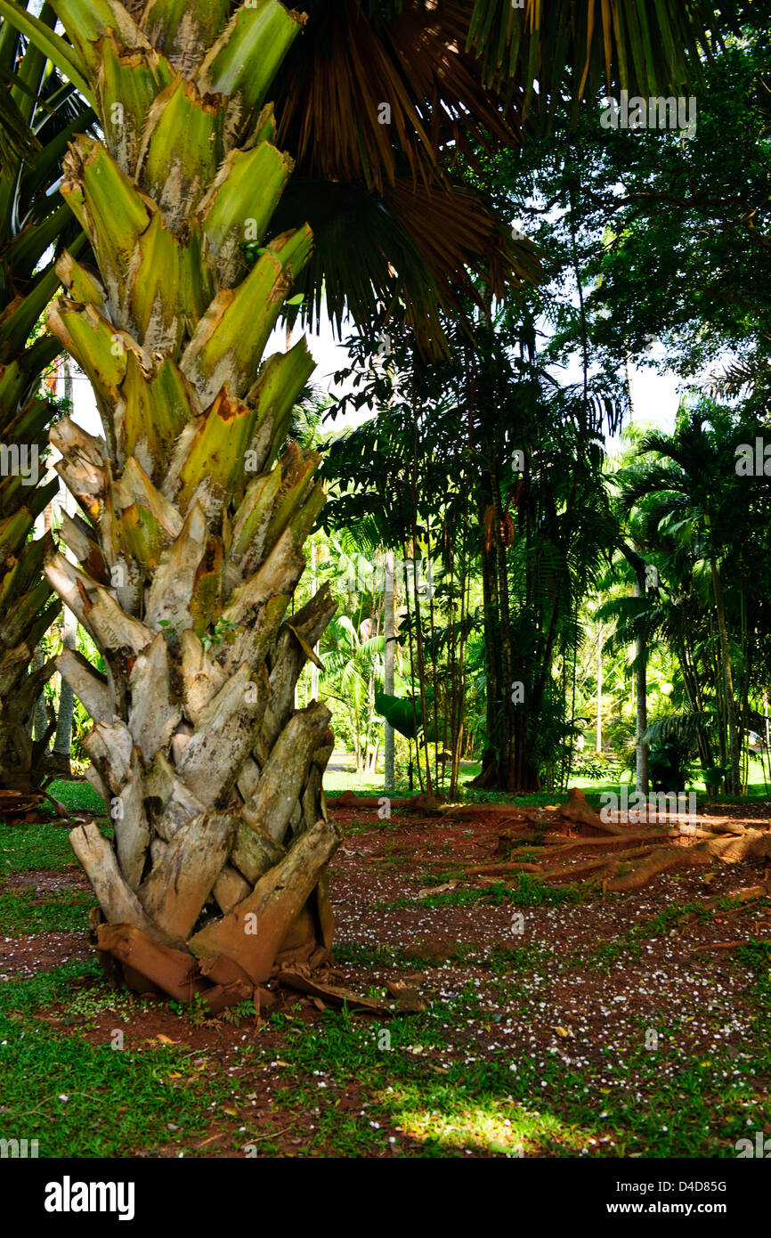 Royal Botanic Gardens, la più grande di tutte le palme di 60ft,il sottopancia per 4ft,quando completamente cresciuti,immenso Fan come le foglie,Sri Lanka,Ceylon Foto Stock