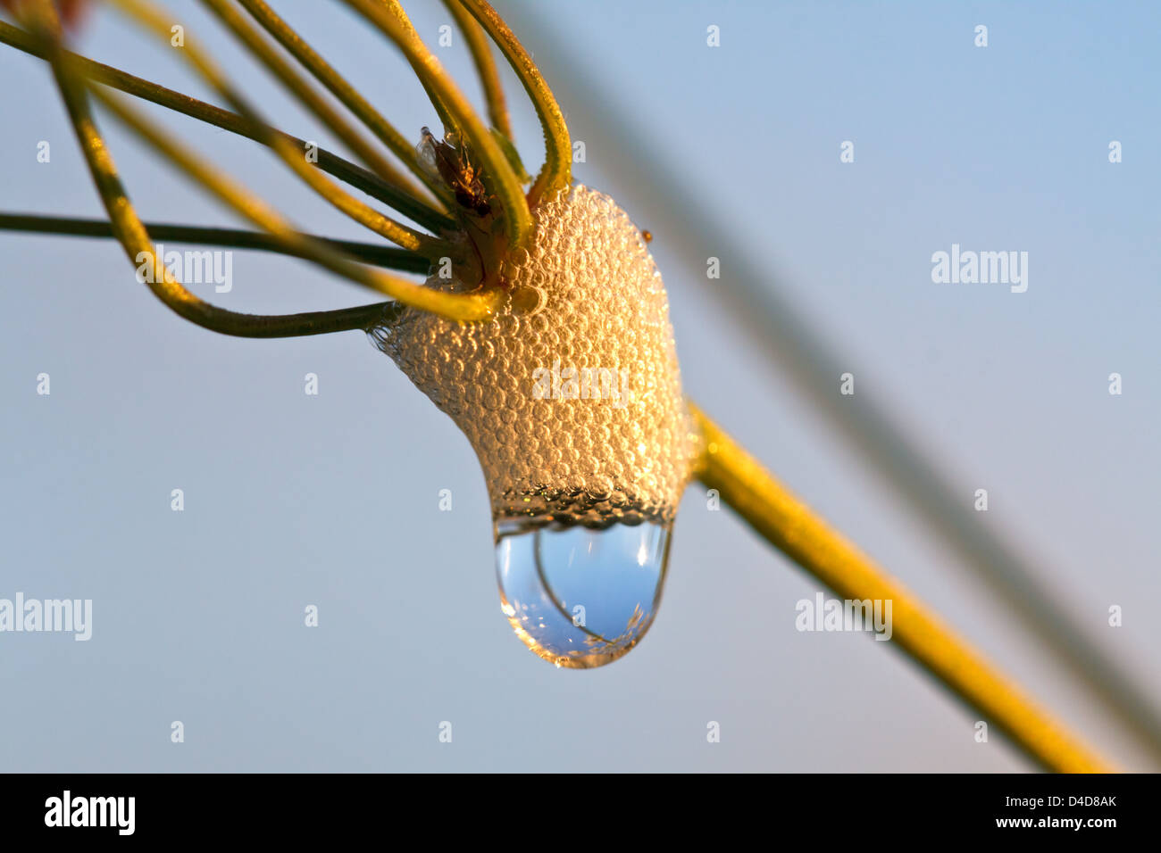 Il cuculo spiedo con una goccia di acqua nella luce del mattino Foto Stock