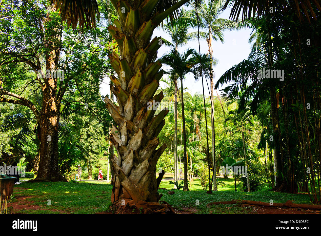Royal Botanic Gardens, la più grande di tutte le palme di 60ft,il sottopancia per 4ft,quando completamente cresciuti,immenso Fan come le foglie,Sri Lanka,Ceylon Foto Stock