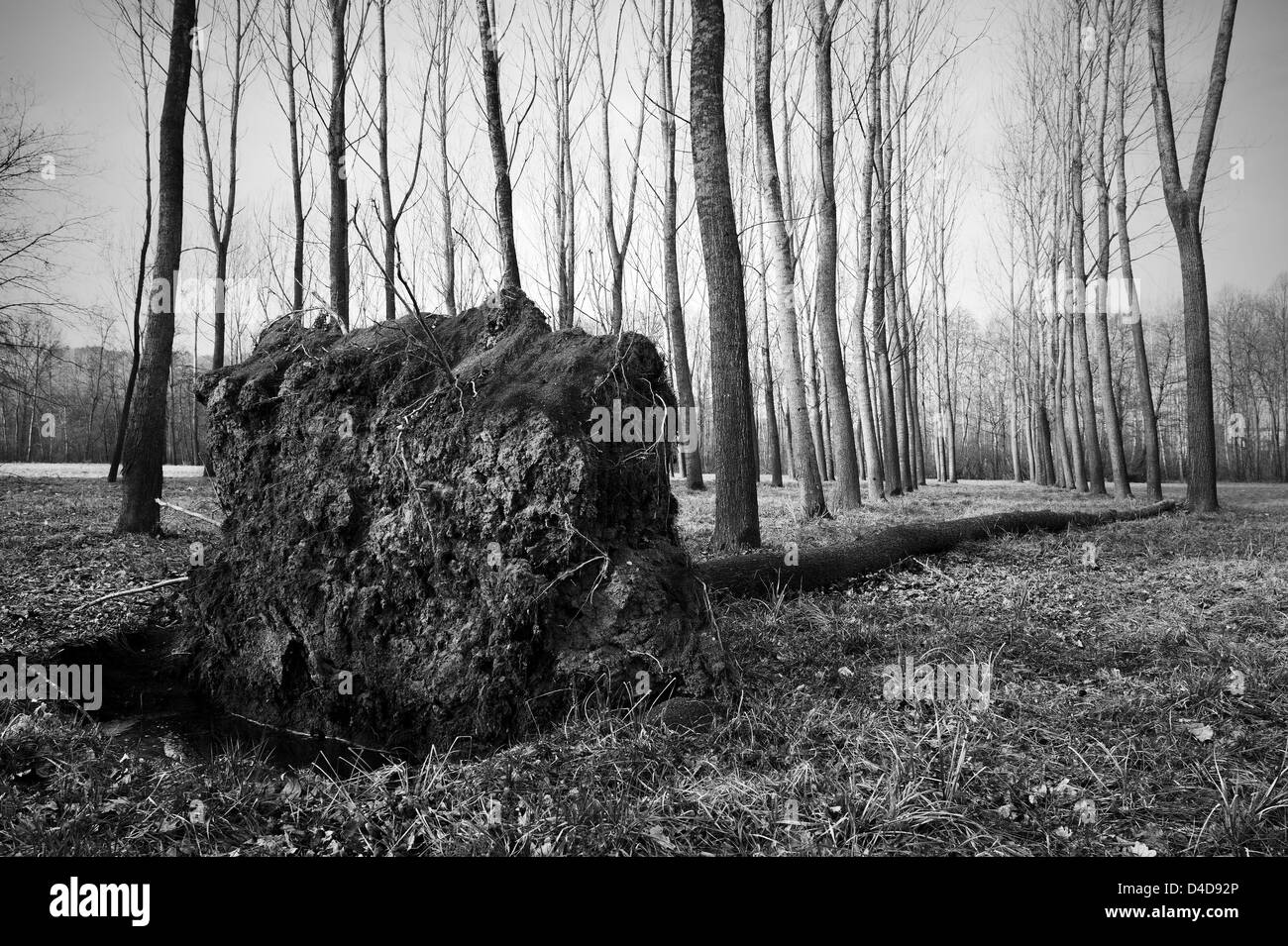 Albero caduto Foto Stock