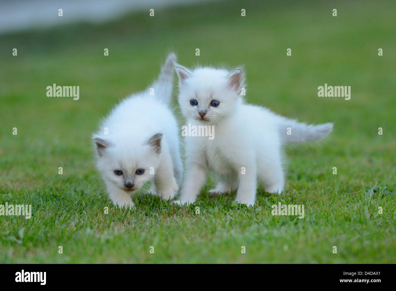 Due giovani Birman gatti sul prato Foto Stock