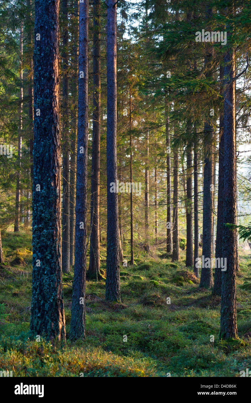 Alberi e moss, Lilla Edet, Svezia Foto Stock