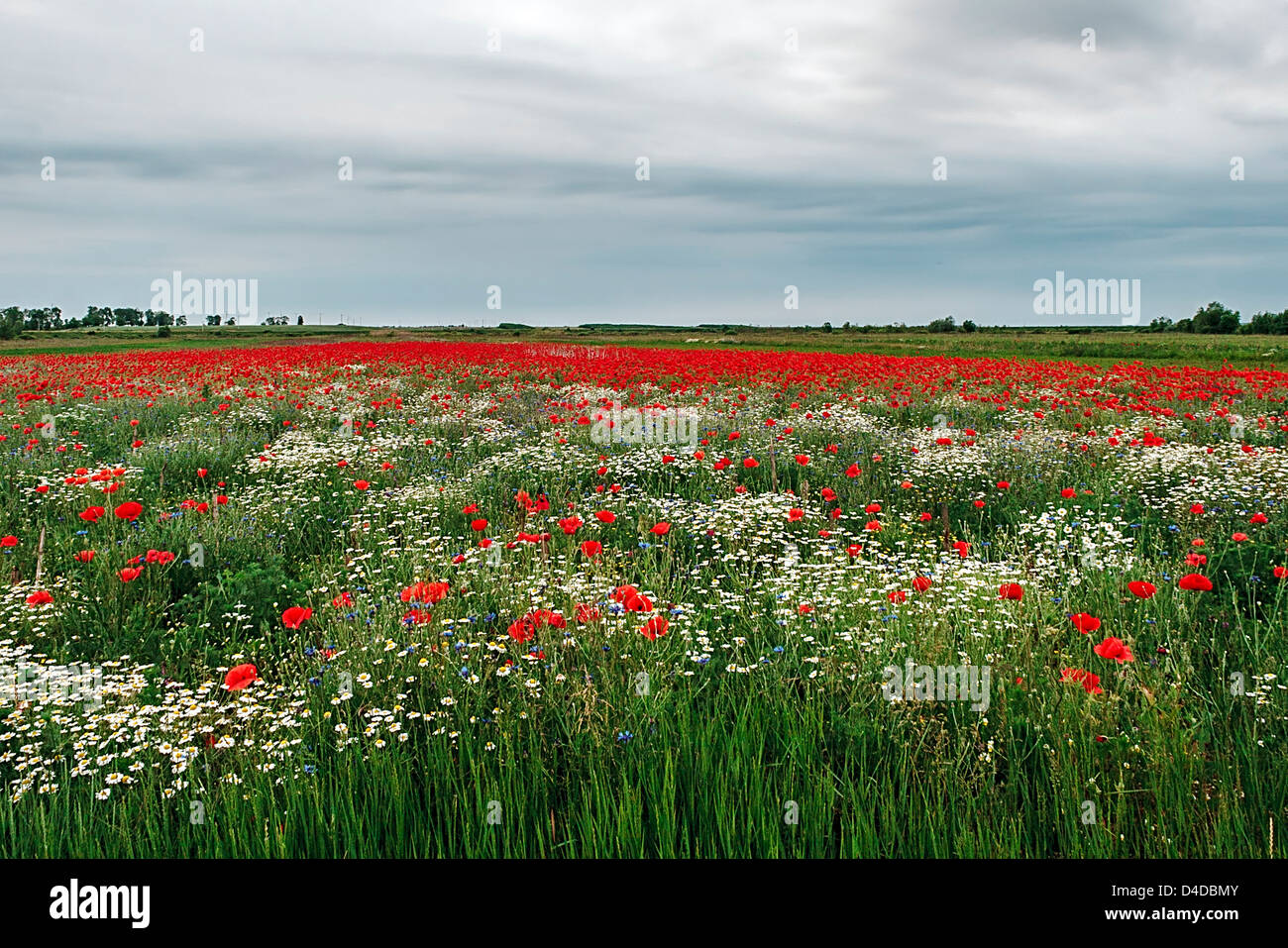 Campo con fiori di camomilla e semi di papavero, con uno sfondo di cielo con nuvole. Foto Stock