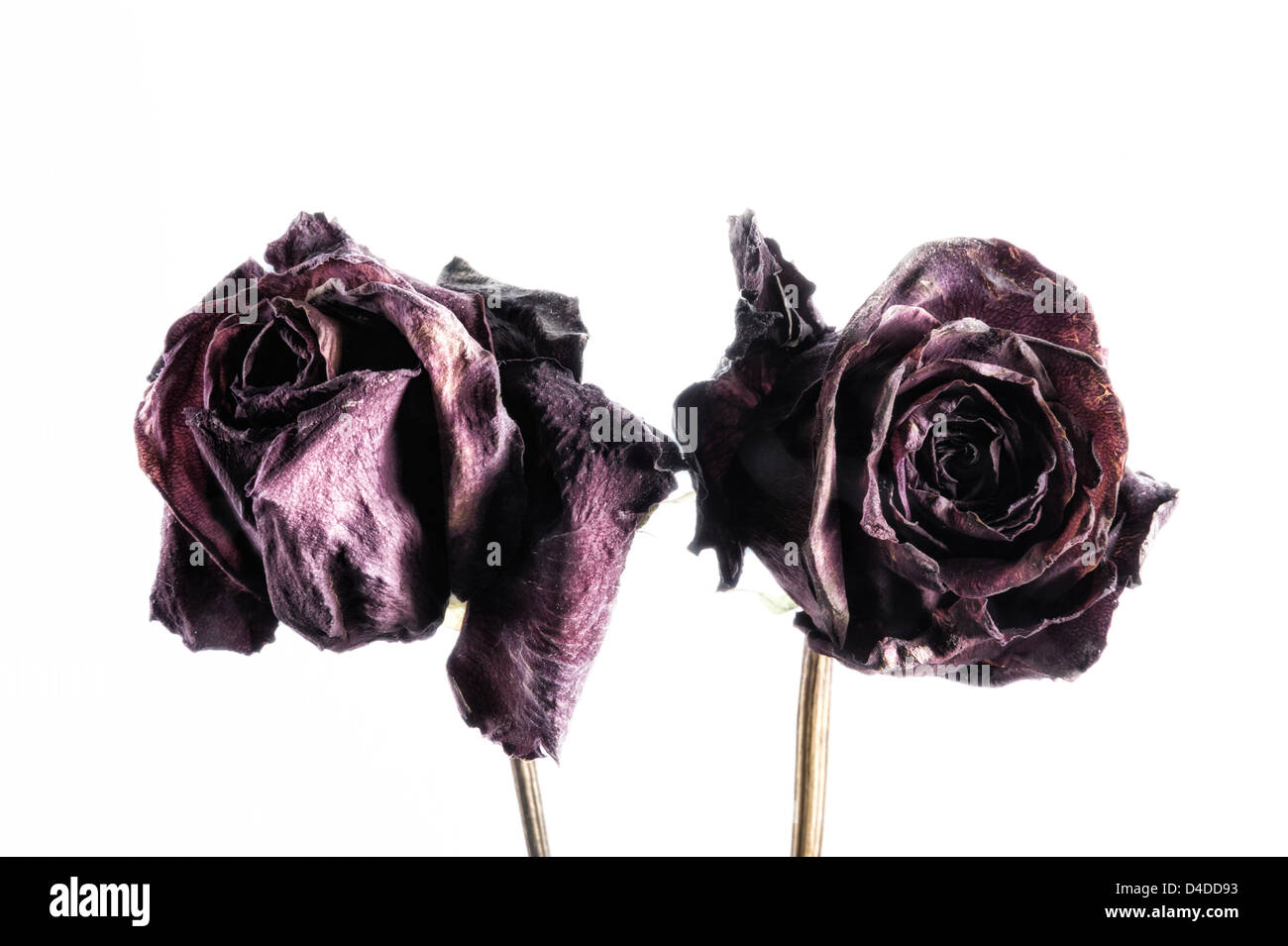 2 morti scuro rosso, marrone, viola le rose Foto Stock