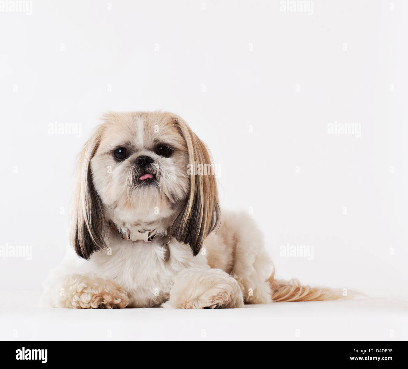 La posa del cane sul pavimento Foto Stock