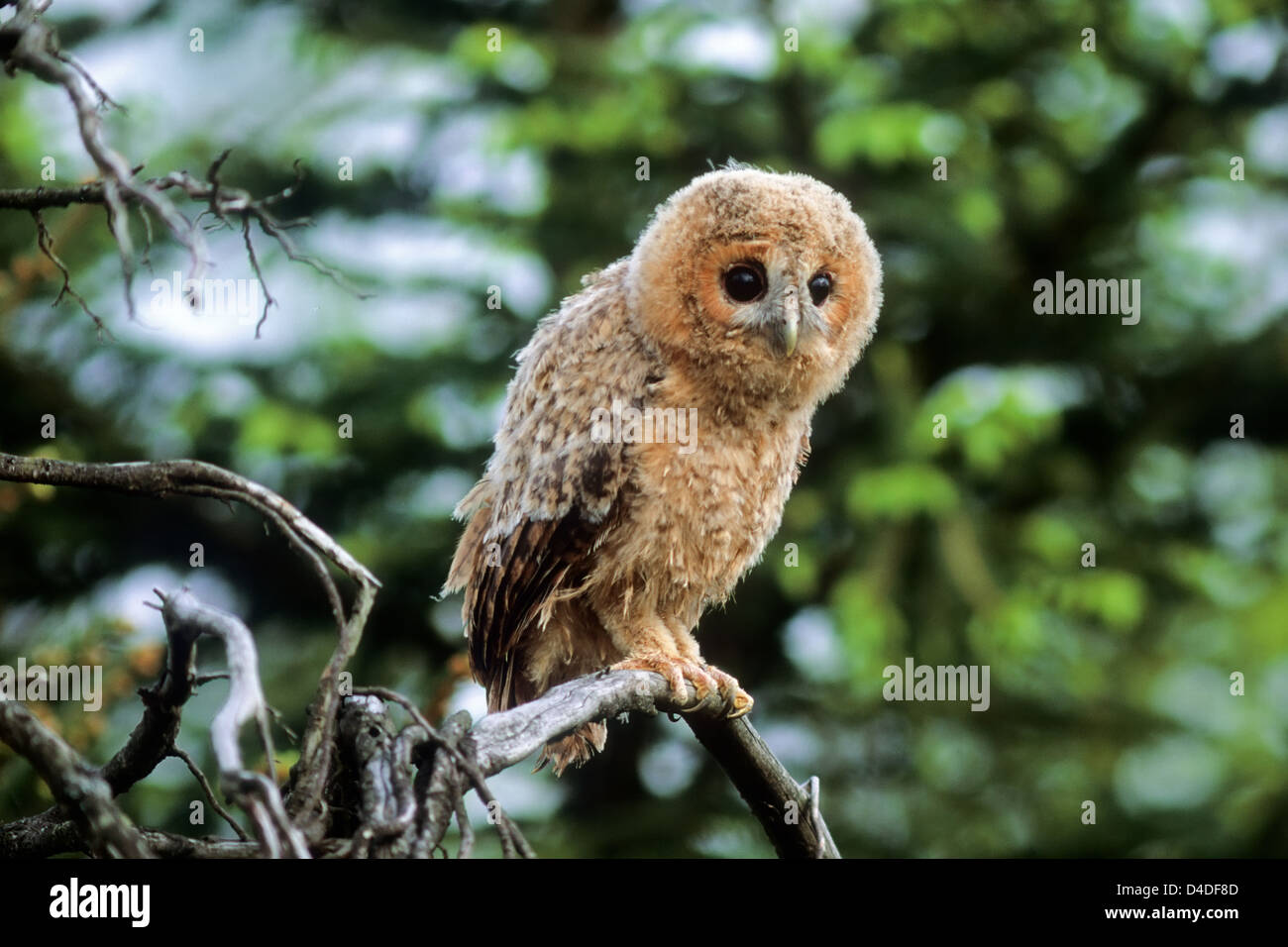 Waldkauz, Jungvogel (Strix aluco) Giovani Allocco • Ostalbkreis, Baden-Württemberg; Deutschland, Germania Foto Stock