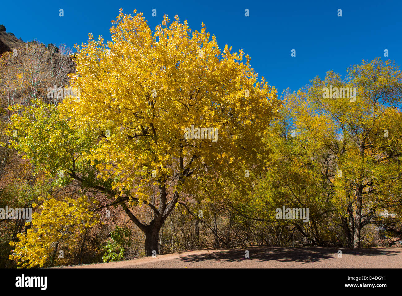 I colori dell'autunno in alberi con sun spiata attraverso le foglie in Colorado, STATI UNITI D'AMERICA Foto Stock