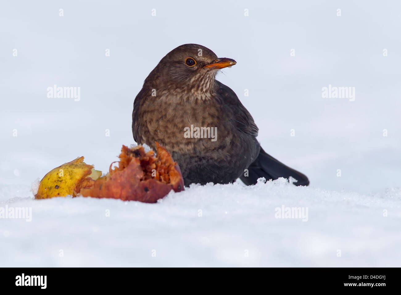 Merlo femmina nella neve con una mela marcia Foto Stock