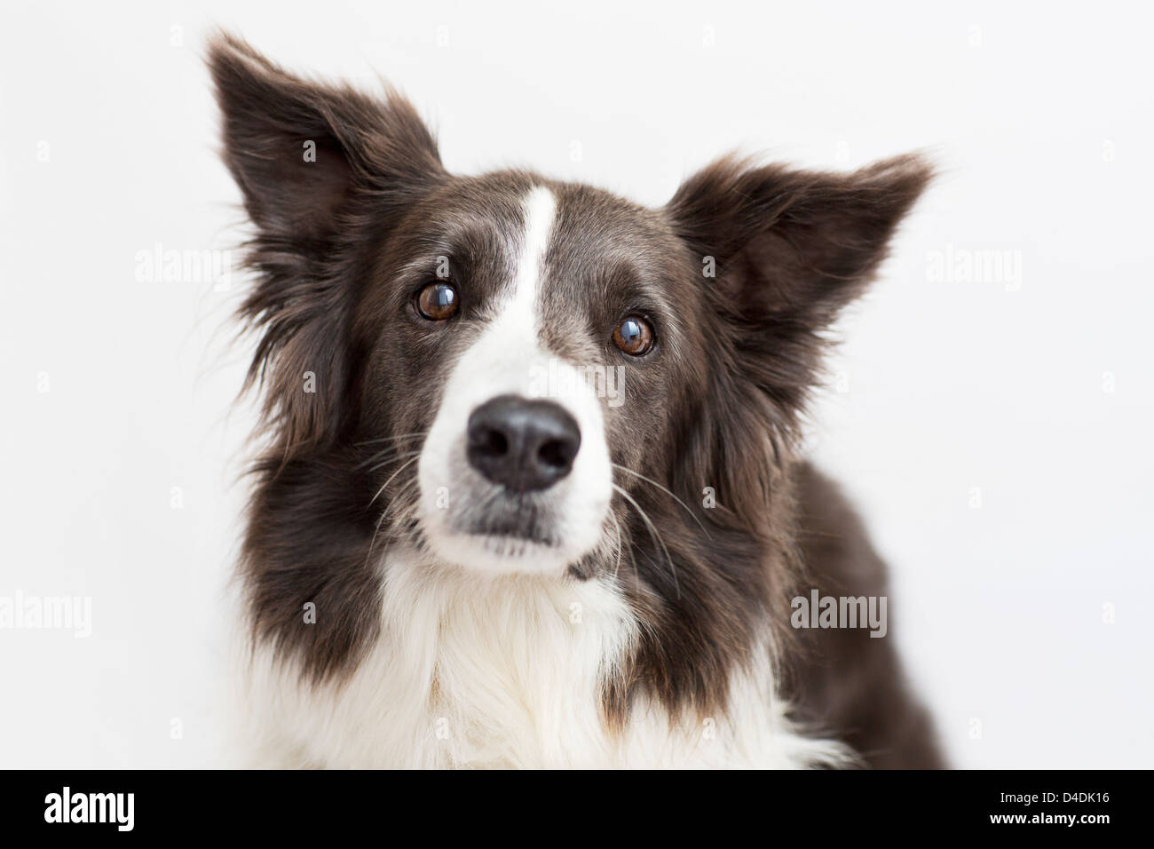 Close up dog face Foto Stock