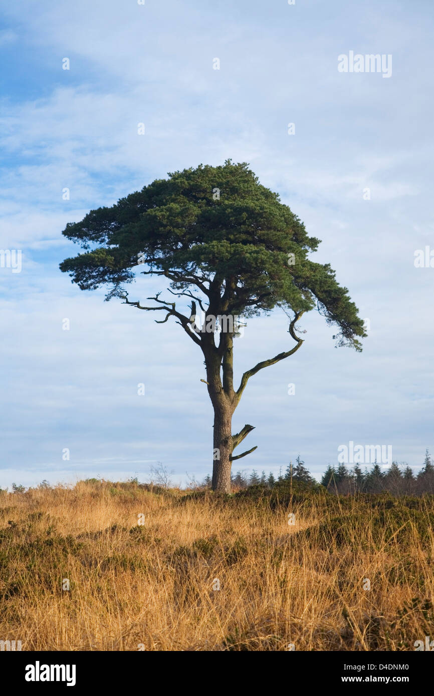 Gli scozzesi Pino (Pinus sylvestris). Priddy Mineries. Mendip Hills. Somerset. In Inghilterra. Regno Unito. Foto Stock