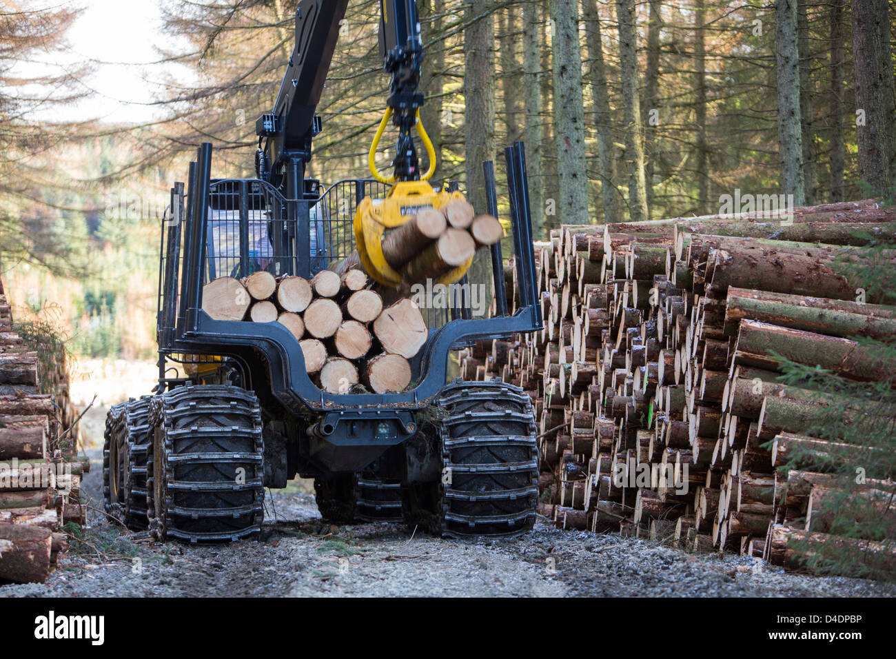 Appena tagliato il legname in Grizedale forest, Lake District, UK, trasportato sul ciglio della strada da un ATV. Foto Stock