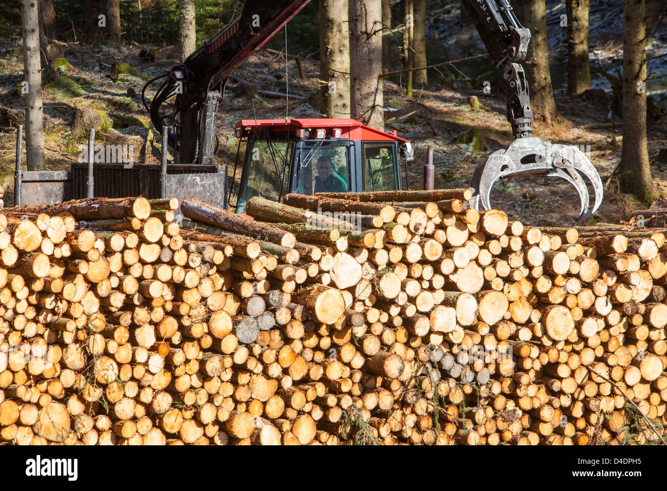 Appena tagliato il legname in Grizedale forest, Lake District, UK, trasportato sul ciglio della strada da un ATV. Foto Stock