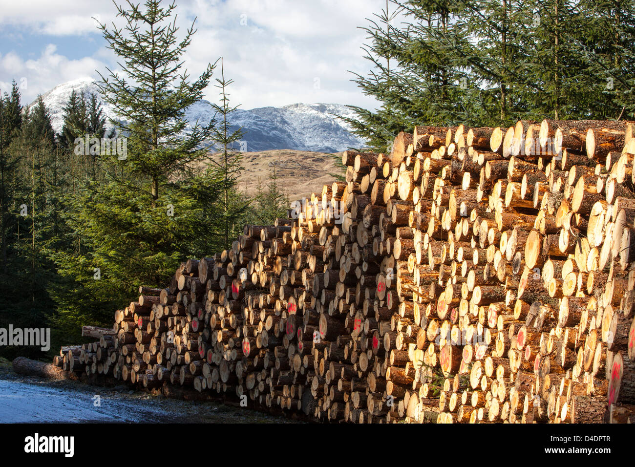 Un mucchio di registro di taglio fresco legname in Grizedale forest, Lake District, UK. Foto Stock