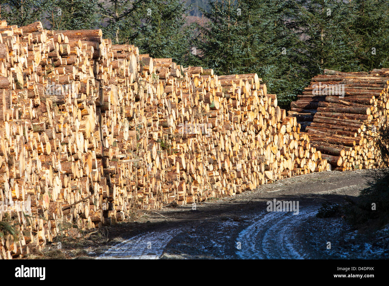 Un mucchio di registro di taglio fresco legname in Grizedale forest, Lake District, UK. Foto Stock