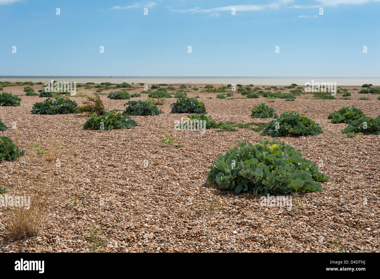 Cavolo riccio di mare (Crambe maritima) piante che crescono sulla spiaggia di ghiaia Street, Suffolk, Inghilterra, Regno Unito Foto Stock