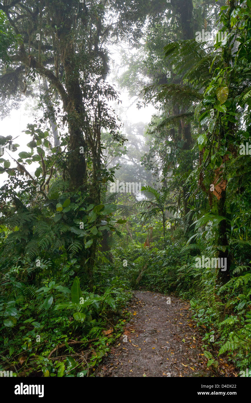 Un percorso attraverso la Monteverde Cloud Forest. Foto Stock