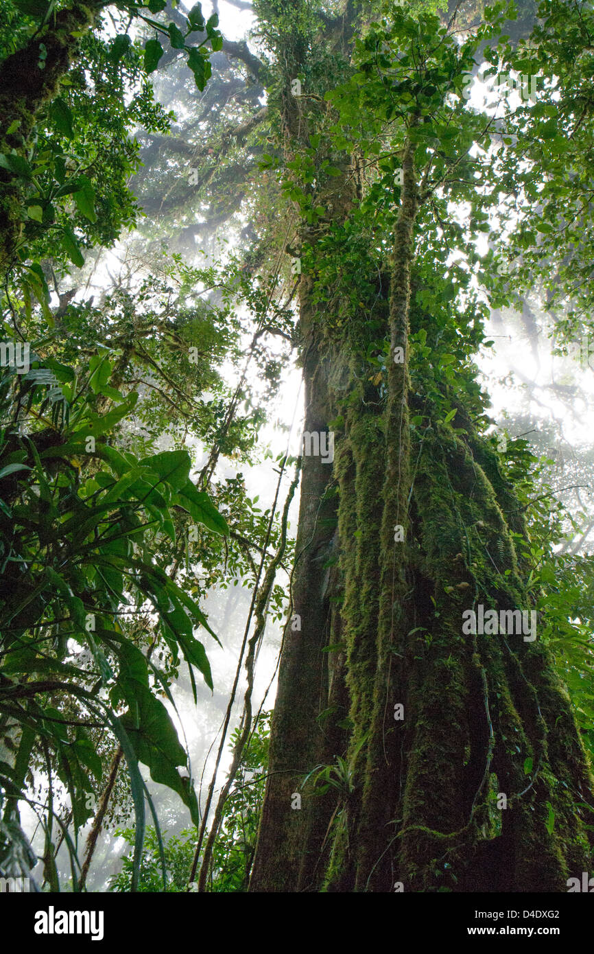 Struttura massiccia all'interno di Monteverde Cloud Forest Riserve Foto Stock
