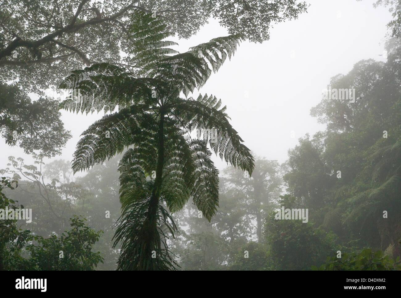 Monteverde Cloud Forest Costa Rica Foto Stock