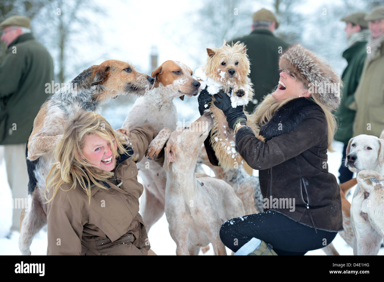 Due signore sollevare i loro Norfolk Terrier cane lontano da curiosi hounds nel corso di una riunione del Beaufort Hunt in Badminton Park J Foto Stock