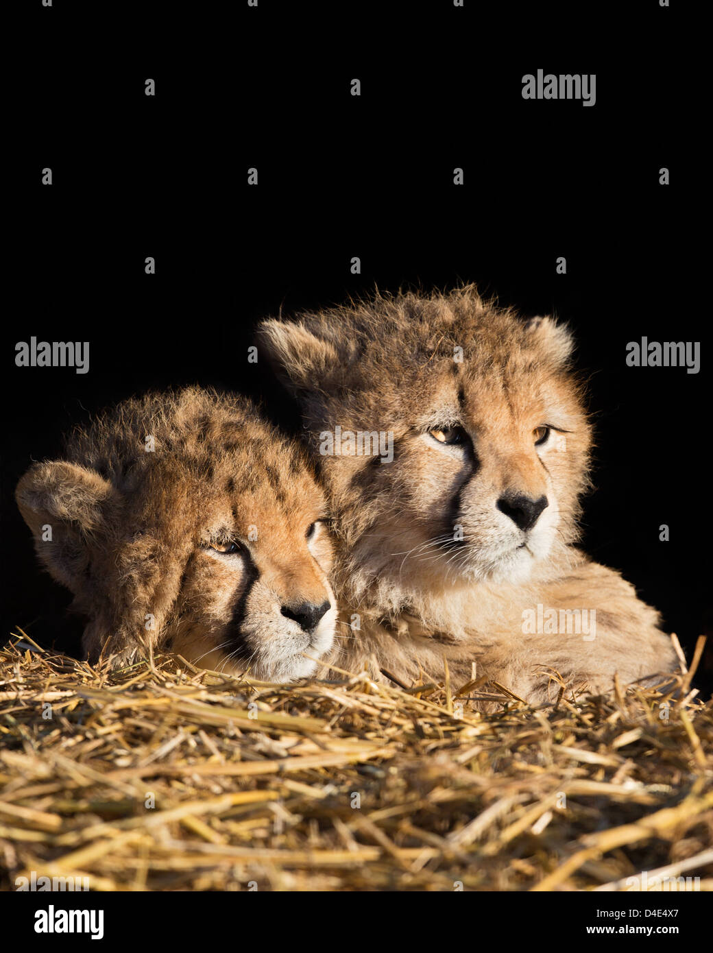 Due cuccioli di ghepardo (Acinonyx jubatus) giacente sulla paglia, sfondo nero. Foto Stock Due cuccioli di ghepardo (Acinonyx jubatus) giacente sulla paglia, sfondo nero. Foto Stock