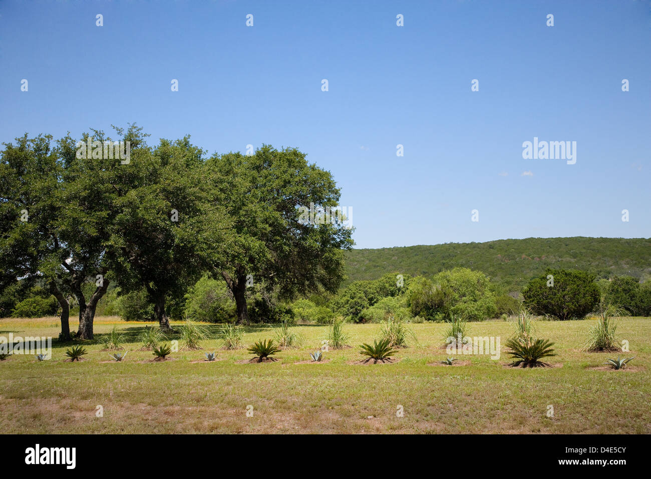 Campagna del Texas Foto Stock