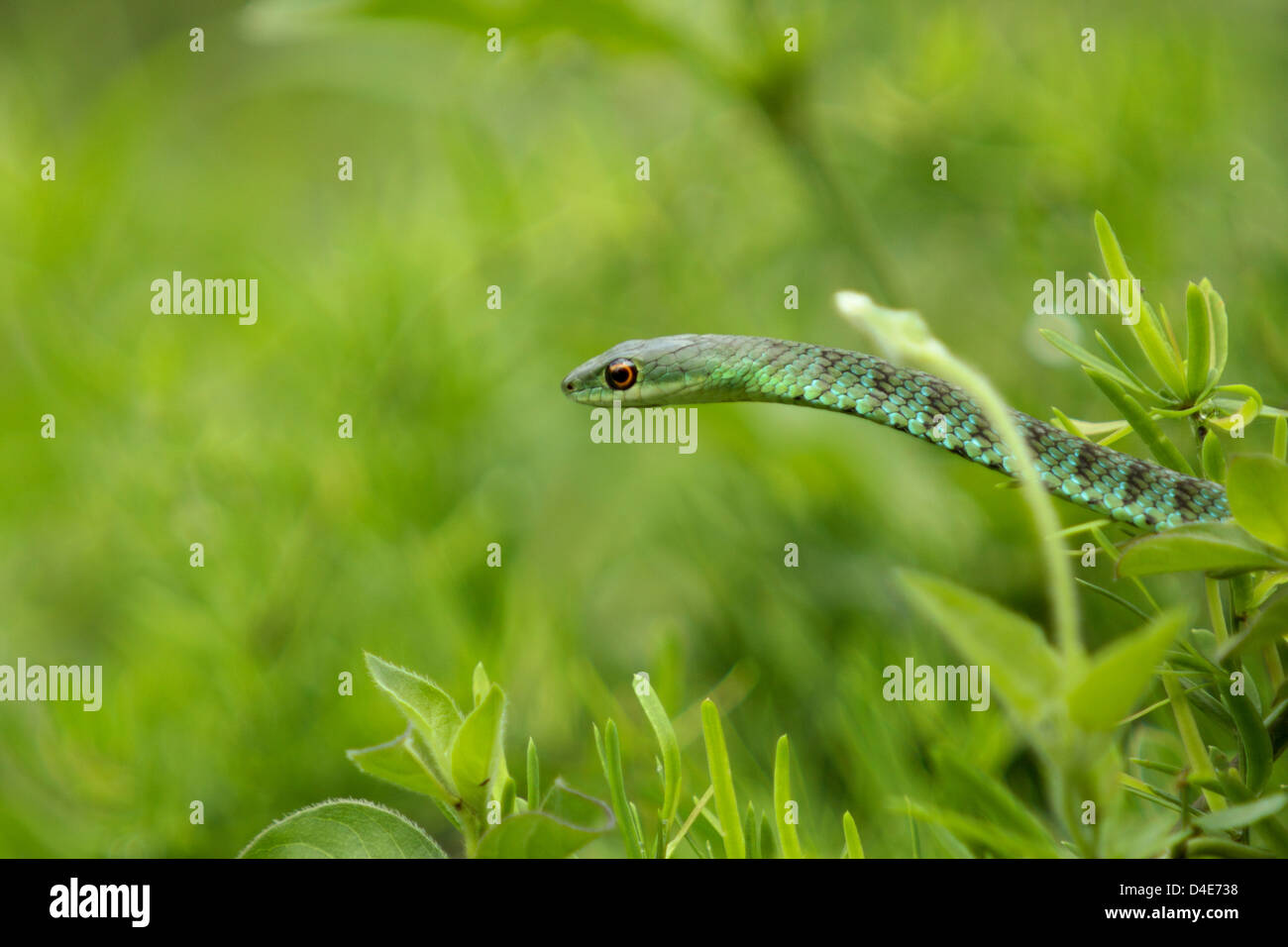 Un verde macchiato di bush a caccia di serpente attraverso l'erba e Bush. La foto è un primo piano di azione. Foto Stock