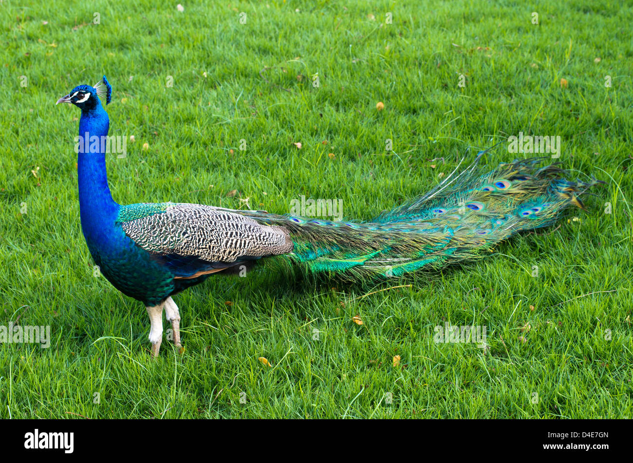Peacock su un prato verde Foto Stock