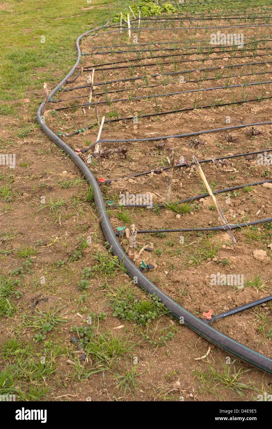 Agroecologica plantation con irrigazione di gocciolamento Foto Stock