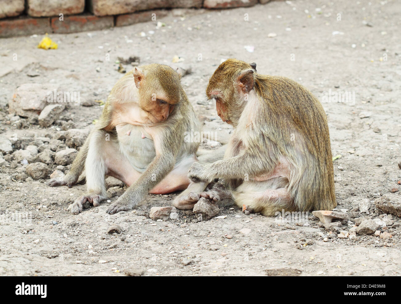 Due monkey riposo e relax Foto Stock