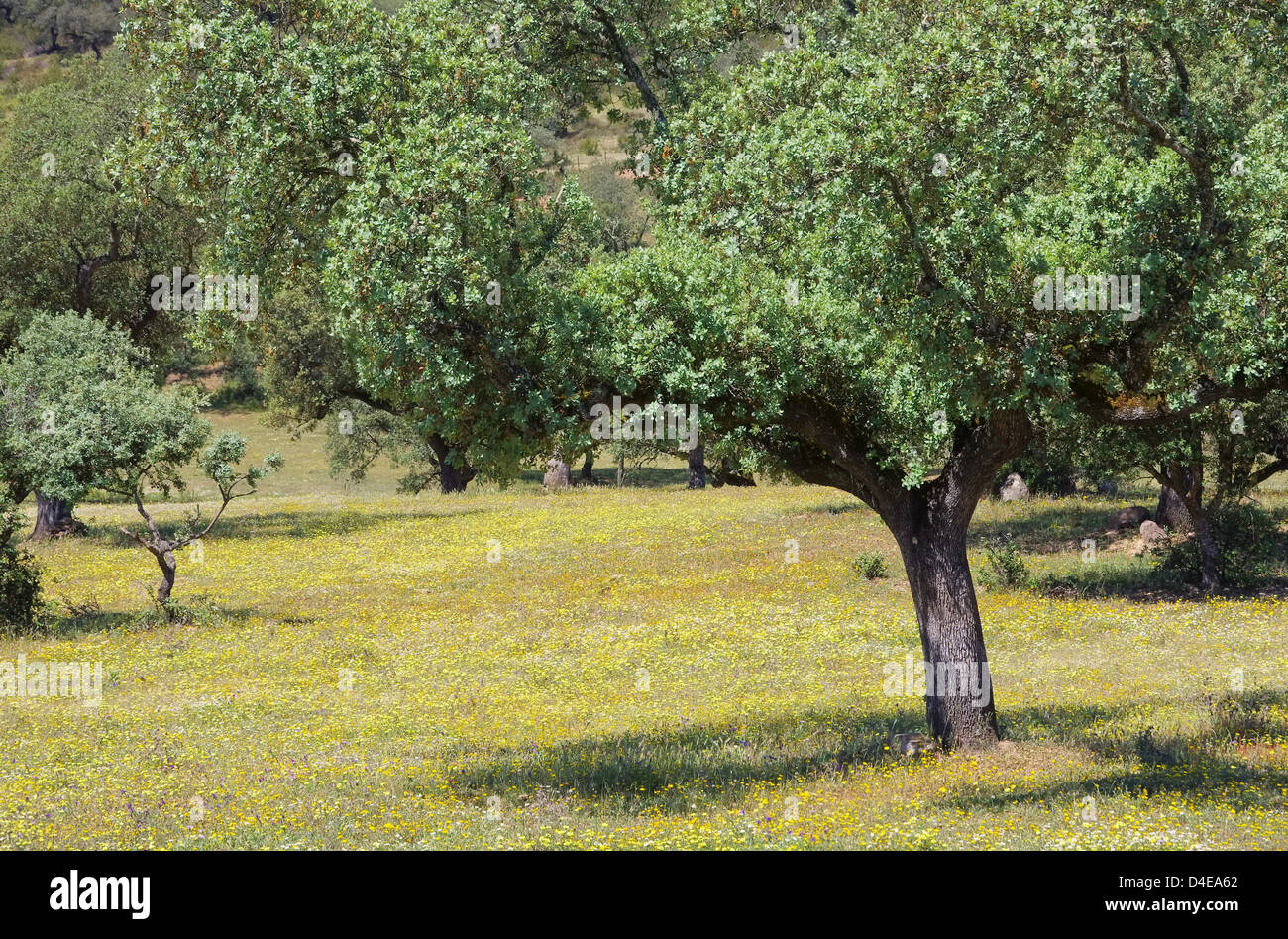 Dehesa 43 Foto Stock