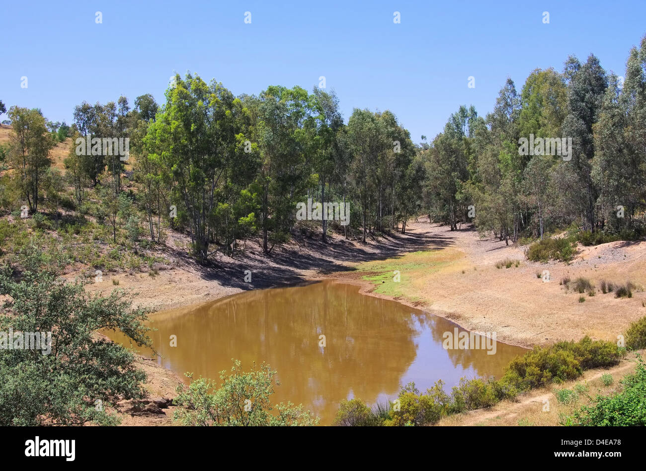 Dehesa 44 Foto Stock
