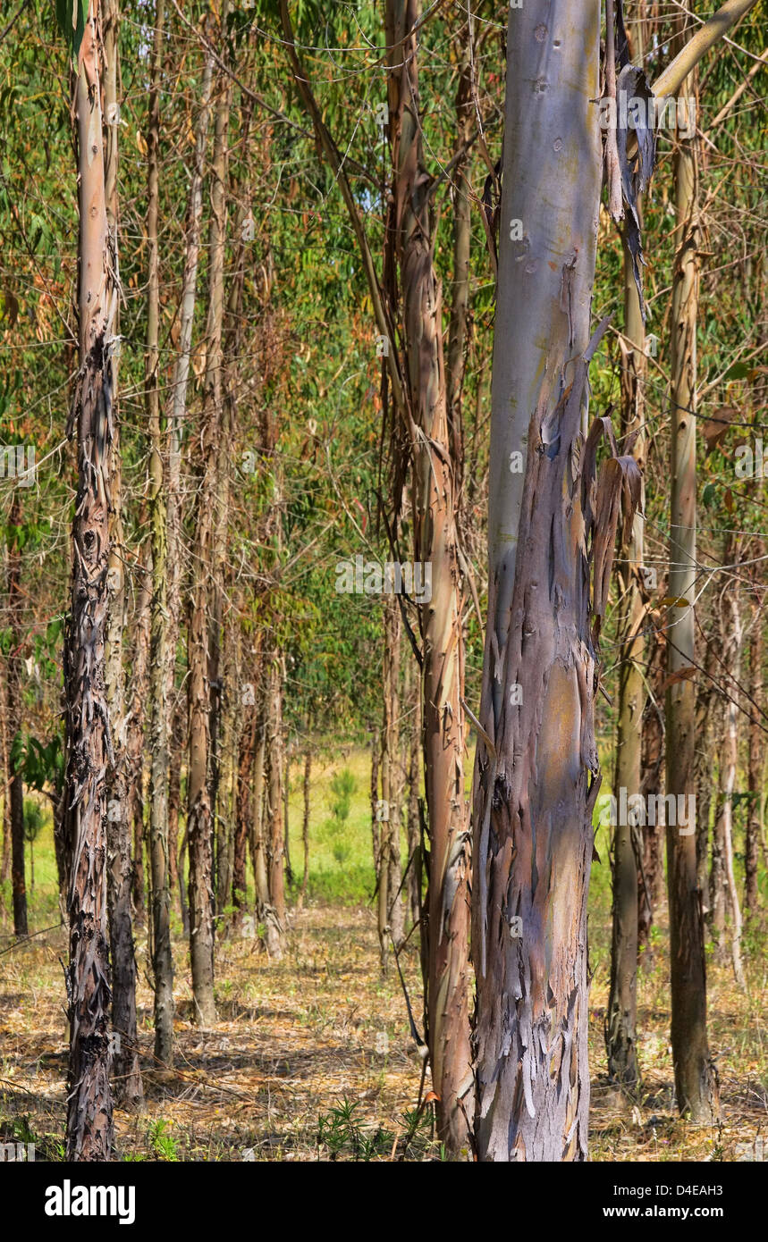 Eukalyptus - eucalipto 18 Foto Stock