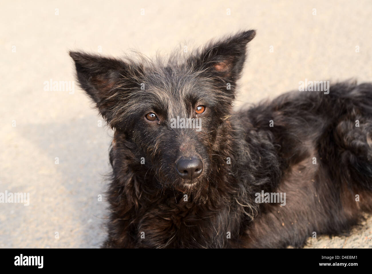 Brutto cane nero che giace sulla strada asfaltata Foto Stock