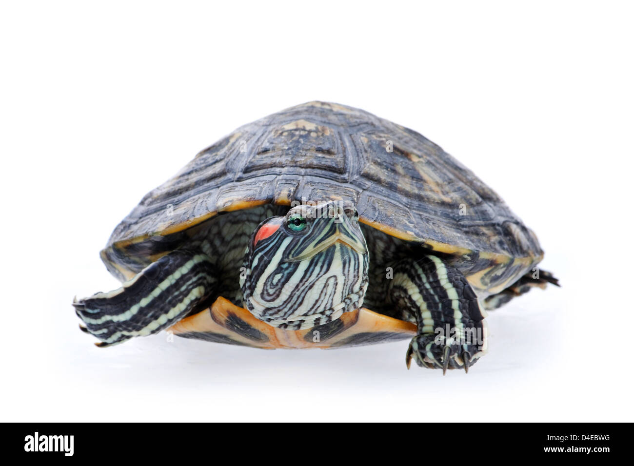 Rosso-eared slider isolato su bianco Foto Stock