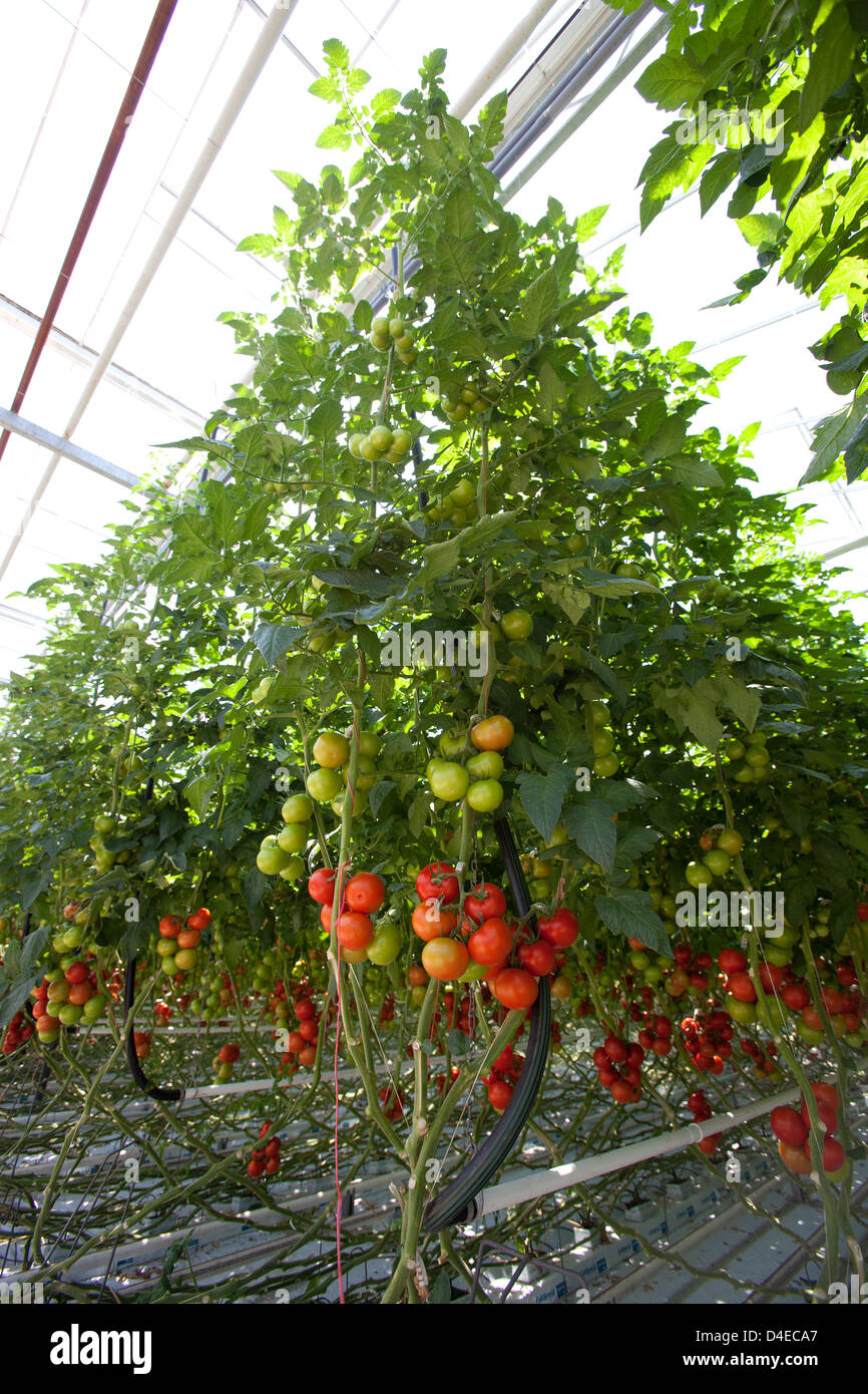Kaarst, la Germania, la coltivazione del pomodoro in serra Foto Stock